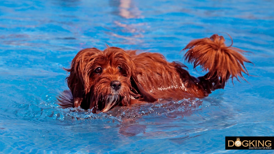 Best 2024 swimming dogs